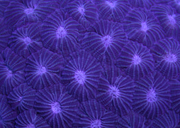 coral purple